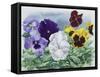 Pansies-Christopher Ryland-Framed Stretched Canvas