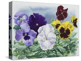 Pansies-Christopher Ryland-Stretched Canvas