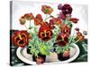 Pansies-Christopher Ryland-Stretched Canvas