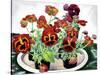 Pansies-Christopher Ryland-Stretched Canvas