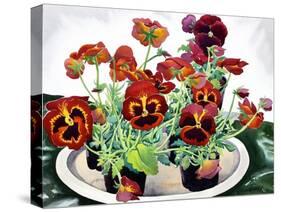 Pansies-Christopher Ryland-Stretched Canvas