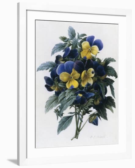 Pansies-Pierre-Joseph Redouté-Framed Giclee Print