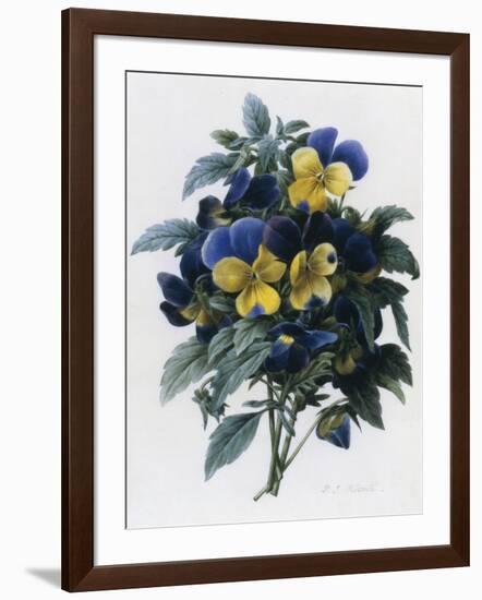 Pansies-Pierre-Joseph Redouté-Framed Giclee Print