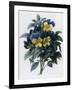 Pansies-Pierre-Joseph Redouté-Framed Giclee Print