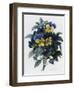 Pansies-Pierre-Joseph Redouté-Framed Giclee Print