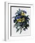 Pansies-Pierre-Joseph Redouté-Framed Giclee Print