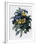 Pansies-Pierre-Joseph Redouté-Framed Giclee Print