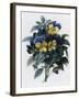 Pansies-Pierre-Joseph Redouté-Framed Giclee Print