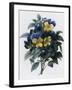 Pansies-Pierre-Joseph Redouté-Framed Giclee Print