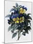 Pansies-Pierre-Joseph Redouté-Mounted Giclee Print