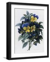 Pansies-Pierre-Joseph Redouté-Framed Giclee Print