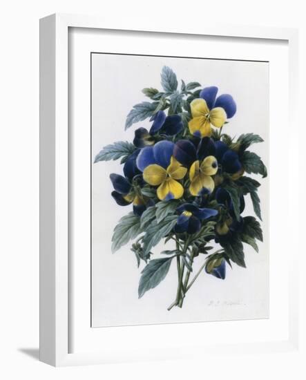 Pansies-Pierre-Joseph Redouté-Framed Giclee Print