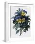 Pansies-Pierre-Joseph Redouté-Framed Giclee Print