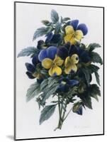 Pansies-Pierre-Joseph Redouté-Mounted Giclee Print