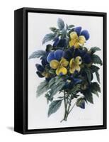 Pansies-Pierre-Joseph Redouté-Framed Stretched Canvas