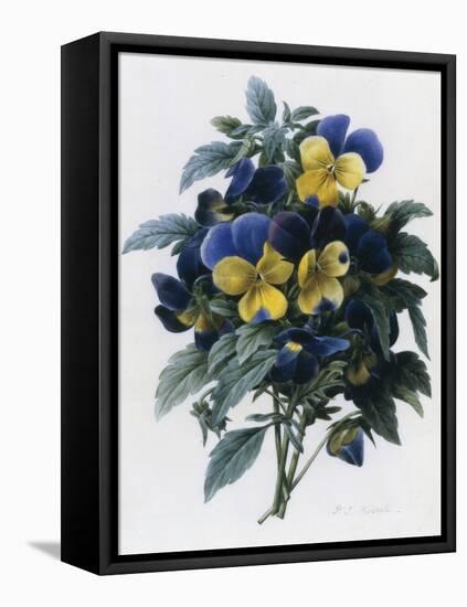 Pansies-Pierre-Joseph Redouté-Framed Stretched Canvas