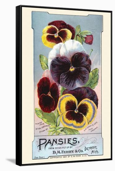 Pansies-null-Framed Stretched Canvas