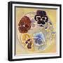 Pansies-Judy Mastrangelo-Framed Giclee Print