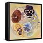 Pansies-Judy Mastrangelo-Framed Stretched Canvas