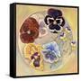 Pansies-Judy Mastrangelo-Framed Stretched Canvas