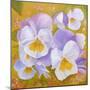 Pansies-Angeles M Pomata-Mounted Giclee Print