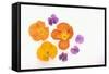 Pansy and Poppy Flowers-DLILLC-Framed Stretched Canvas