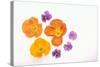 Pansy and Poppy Flowers-DLILLC-Stretched Canvas