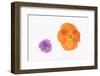 Pansy and Poppy Flowers-DLILLC-Framed Premium Photographic Print