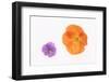 Pansy and Poppy Flowers-DLILLC-Framed Premium Photographic Print