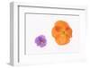 Pansy and Poppy Flowers-DLILLC-Framed Premium Photographic Print