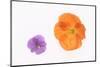 Pansy and Poppy Flowers-DLILLC-Mounted Premium Photographic Print