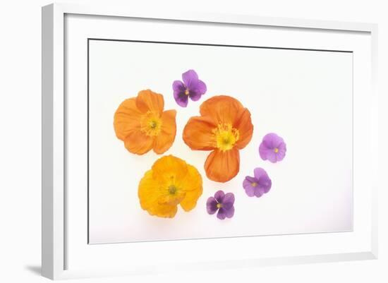 Pansy and Poppy Flowers-DLILLC-Framed Photographic Print