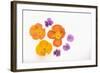 Pansy and Poppy Flowers-DLILLC-Framed Photographic Print