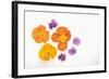 Pansy and Poppy Flowers-DLILLC-Framed Photographic Print