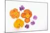 Pansy and Poppy Flowers-DLILLC-Mounted Photographic Print