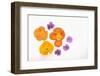 Pansy and Poppy Flowers-DLILLC-Framed Photographic Print