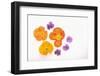 Pansy and Poppy Flowers-DLILLC-Framed Photographic Print
