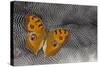 Pansy Butterfly on Helmeted Guineafowl Feathers-Darrell Gulin-Stretched Canvas