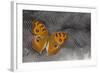 Pansy Butterfly on Helmeted Guineafowl Feathers-Darrell Gulin-Framed Photographic Print