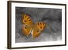 Pansy Butterfly on Helmeted Guineafowl Feathers-Darrell Gulin-Framed Photographic Print