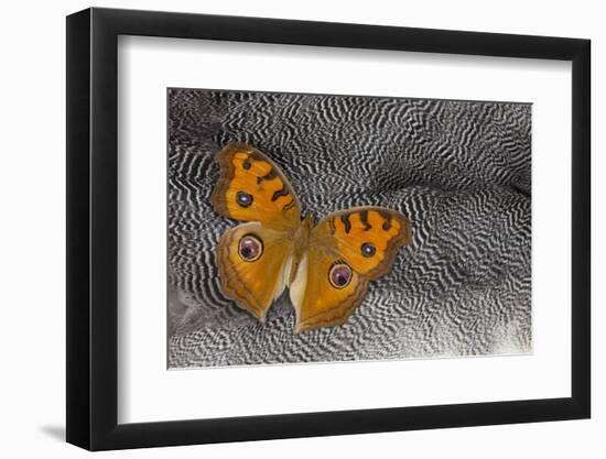 Pansy Butterfly on Helmeted Guineafowl Feathers-Darrell Gulin-Framed Photographic Print