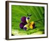 Pansy Drops-Connie Publicover-Framed Art Print