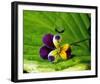 Pansy Drops-Connie Publicover-Framed Art Print