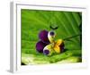 Pansy Drops-Connie Publicover-Framed Art Print