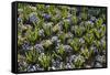 Pansy Flowers and Hyacinth Leaves-Richard T. Nowitz-Framed Stretched Canvas