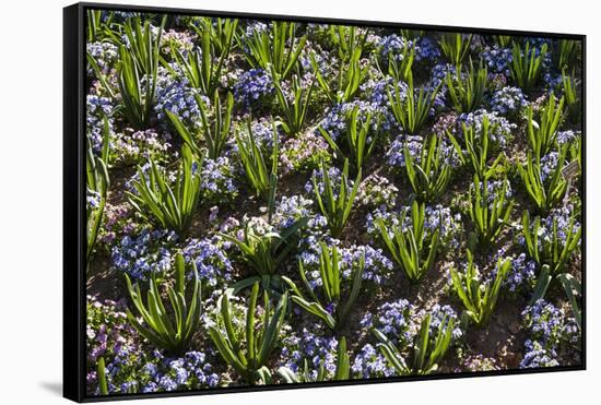 Pansy Flowers and Hyacinth Leaves-Richard T. Nowitz-Framed Stretched Canvas