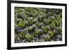 Pansy Flowers and Hyacinth Leaves-Richard T. Nowitz-Framed Photographic Print