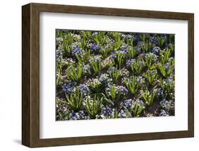 Pansy Flowers and Hyacinth Leaves-Richard T. Nowitz-Framed Photographic Print