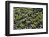 Pansy Flowers and Hyacinth Leaves-Richard T. Nowitz-Framed Photographic Print