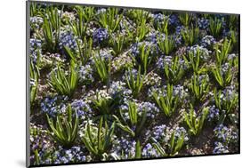 Pansy Flowers and Hyacinth Leaves-Richard T. Nowitz-Mounted Photographic Print